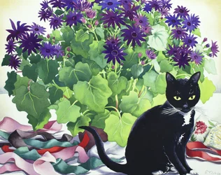Senetti Plant and Cat